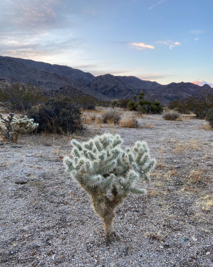 Joshua Tree National Park