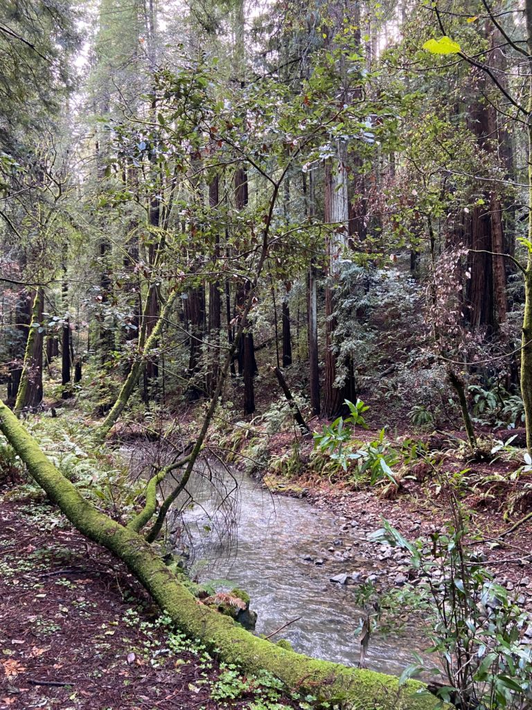 Muir Woods