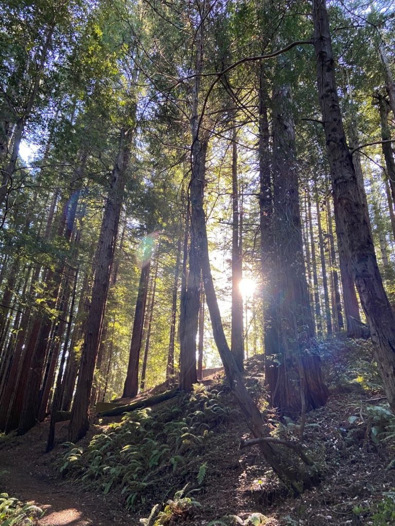 Muir Woods