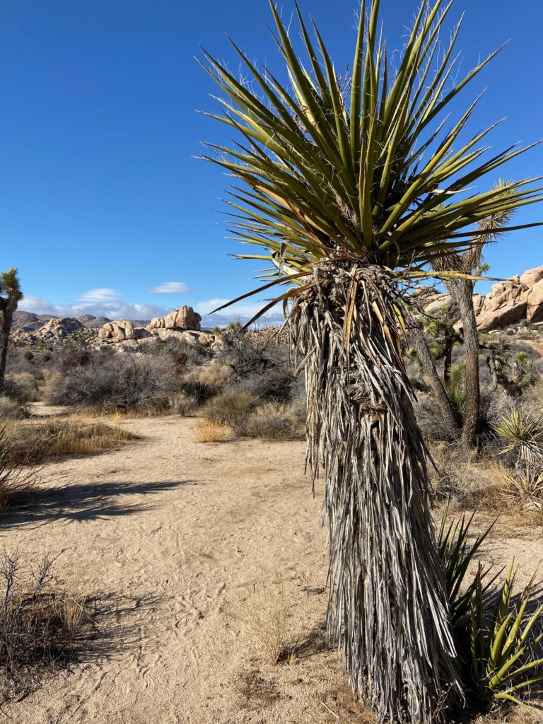 Joshua Tree National Park