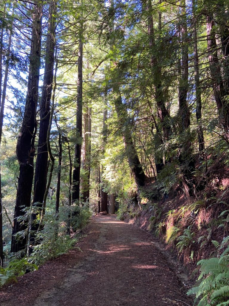 Muir Woods